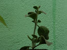 DSCN3984