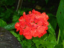 DSCN3985