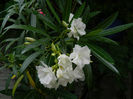DSCN3986