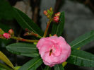 DSCN3991