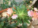 lewisia