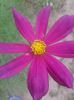 Cosmos
