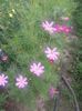 Cosmos