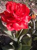 920959_373434189441487_597586282_o - Copy - Copy - Copy