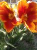 902643_373435372774702_884069692_o - Copy - Copy - Copy