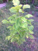 magnolie galbena