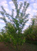 prun