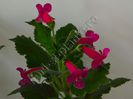 Kohleria Jester