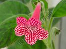 Kohleria Sunna (ni)