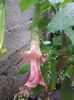 floare f. mare