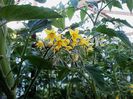 Flori rosii Camelia