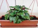 Begonia Fimbirata