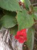 KOHLERIA ERIANTHA