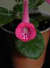 MG`s Spotted pink