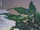 Gardenia Thunbergia