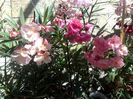 provence, mrs allen si mrs roeding