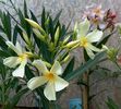 maria gambetta