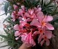 somon cu floare mare