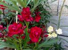 rubis
