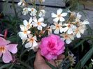 mrs allen, floare f mare