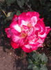2013-06-22 16.43.54