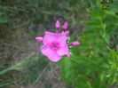 DSCF1952