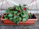 Begonia Fimbiata
