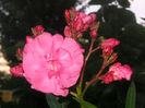 SANY0036