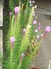 liatris