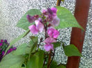 floare fasole decorativa-este usor parfumata