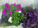impatiens si oxalis