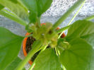 clerodendrum
