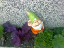 pitic si oxalis