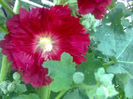 nalba