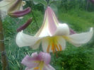 crini imperial