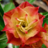 adenium