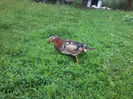 Mandarin