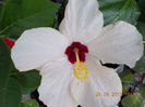 27 iunie 2013-flori 011