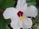 hibi cairo white