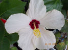 27 iunie 2013-flori 013