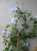 plumbago bleu (auriculata)