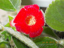 27 iunie 2013-flori 018