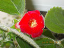 k.astarte