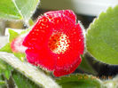 27 iunie 2013-flori 020