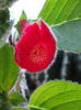 27 iunie 2013-flori 027