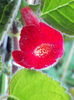 27 iunie 2013-flori 026