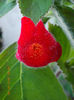 27 iunie 2013-flori 030