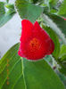 27 iunie 2013-flori 033