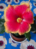 hibiscus oberon