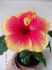 hibiscus oberon